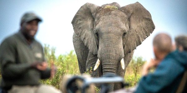 Game Drive Safari Gondwana golfreis golfarrangementje zuid afrika (4)