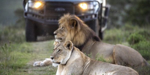 Game Drive Safari Gondwana golfreis golfarrangementje zuid afrika (5)