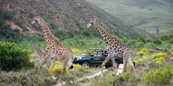 Game Drive Safari Gondwana golfreis golfarrangementje zuid afrika (6)