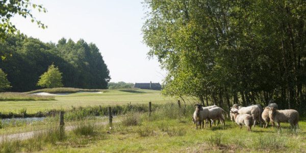 Golf Lodge Drenthsche golf golfvakantie nederland 8 (4)
