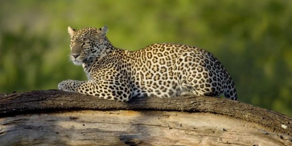 Ngorongoro 6