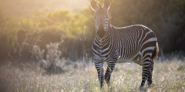 Safari Gondwana golfreis golfarrangementje zuid afrika (3)