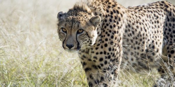 Safari Gondwana golfreis golfarrangementje zuid afrika (5)