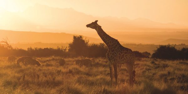 Safari Gondwana golfreis golfarrangementje zuid afrika (8)
