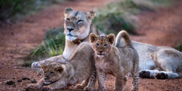 Safari Gondwana golfreis golfarrangementje zuid afrika (9)
